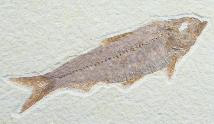 Knightia Fossil Fish - Wyoming #7564